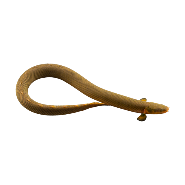 Imagem do peixe Peixe Serpente